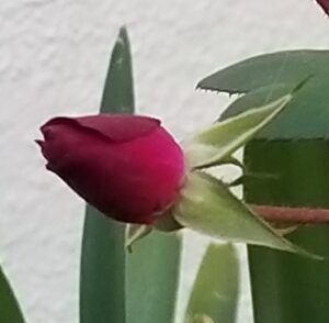 red rose bud