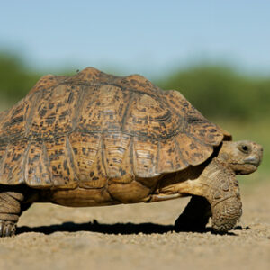 African Mountain Tortoise. Slow and steady