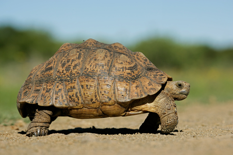 African Mountain Tortoise. Slow and steady