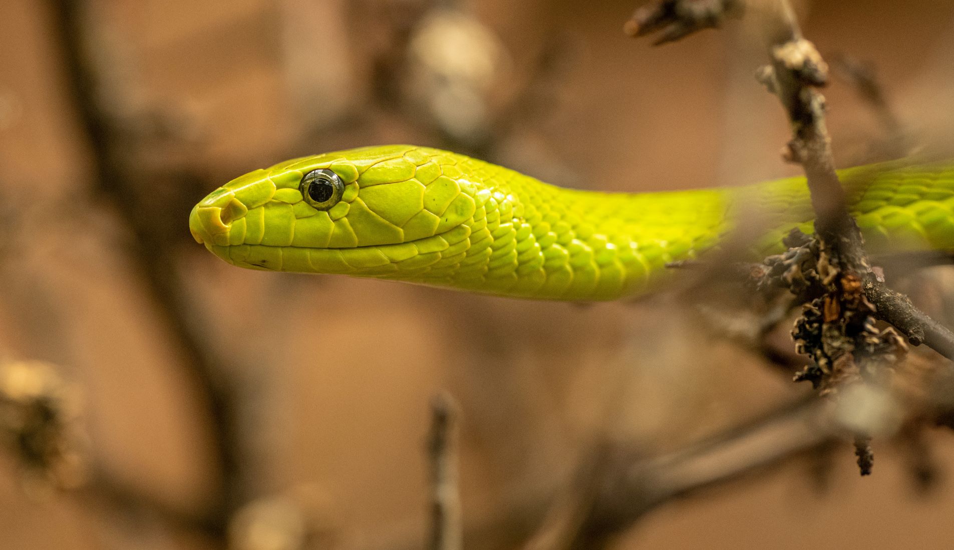 Green snake in tree
